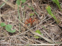 Tachypompilus mendozae