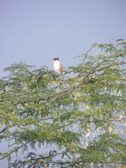 Lanius vittatus