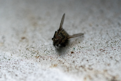 Common Cluster Fly photo 3