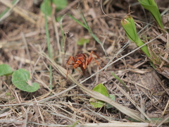 Tachypompilus mendozae
