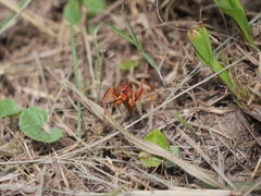 Tachypompilus mendozae