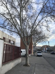 Platanus × hispanica