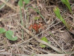 Tachypompilus mendozae
