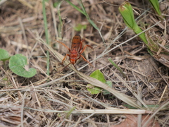 Tachypompilus mendozae