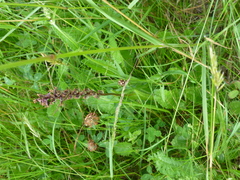 Dactylorhiza majalis