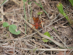 Tachypompilus mendozae