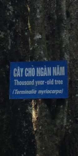 Image of Terminalia myriocarpa by (c) Zac Peterson, some rights reserved (CC BY)