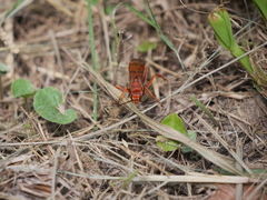 Tachypompilus mendozae