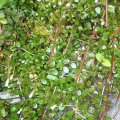 Epilobium nerteroides