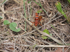 Tachypompilus mendozae