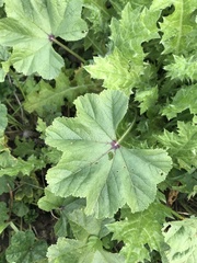 Malva sylvestris