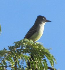 Myiarchus stolidus