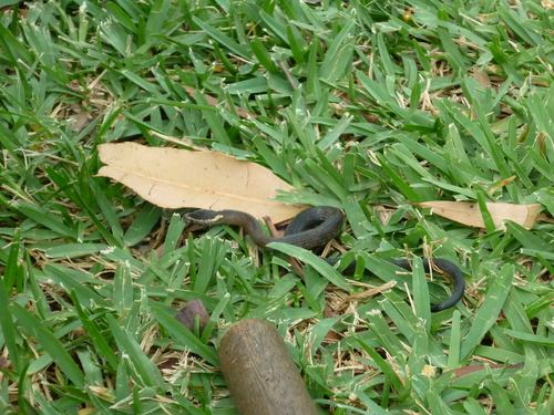Cacophis squamulosus