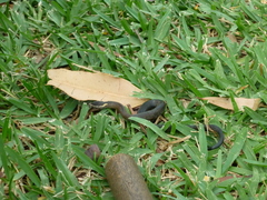 Cacophis squamulosus