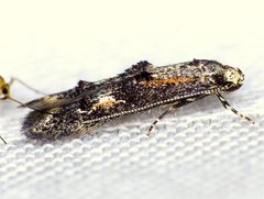 Blastodacna atra