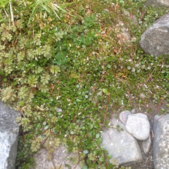 Epilobium nerteroides
