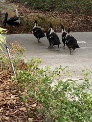 Cairina moschata domestica