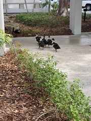 Cairina moschata domestica
