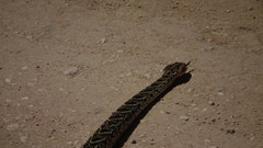 Bitis arietans arietans