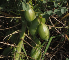 Astragalus macrocarpus