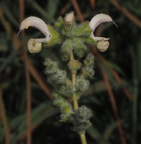 Salvia dominica L.