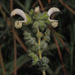 Salvia dominica - Photo (c) Ron Frumkin, algunos derechos reservados (CC BY-NC), subido por Ron Frumkin