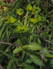 Euphorbia arguta