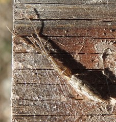 Tetragnatha versicolor