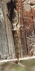 Tetragnatha versicolor