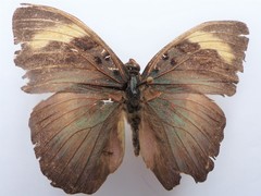 Euphaedra