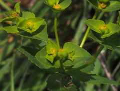 Euphorbia arguta