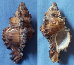Chicoreus torrefactus