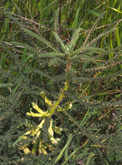 Astragalus aleppicus