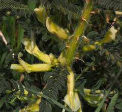 Astragalus aleppicus
