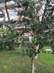 Ilex aquifolium