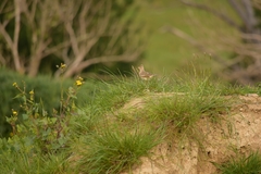 Alauda arvensis arvensis