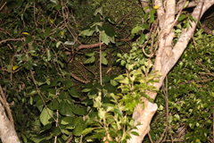 Correlophus ciliatus