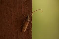 Ochrocydus huttoni