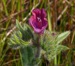 Echium judaeum
