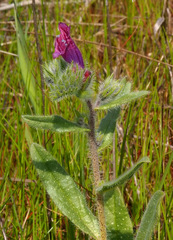 Echium judaeum