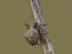 Gibbaranea bituberculata