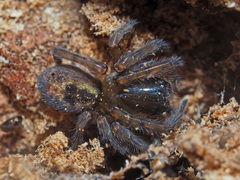 Amaurobius fenestralis