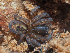 Amaurobius fenestralis