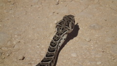 Bitis arietans arietans