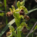 Ophrys umbilicata beerii - Photo (c) Ron Frumkin, μερικά δικαιώματα διατηρούνται (CC BY-NC), uploaded by Ron Frumkin