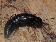 Quedius mesomelinus