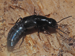 Quedius mesomelinus