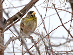 Coccothraustes vespertinus brooksi