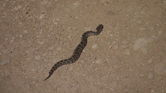 Bitis arietans arietans