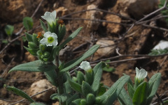 Nonea philistaea